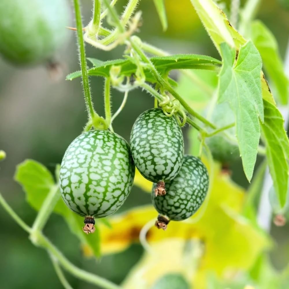 2 Cucamelon Plants Seedlings, 4 to 6 Inches Tall, Cucamelon Mini Cucumber Live Plant Vegetable Plants for Growing