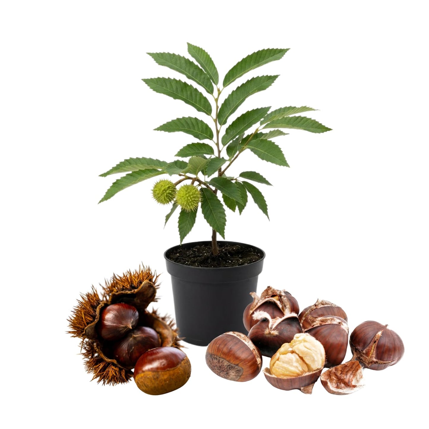 Chestnut Tree Live Plant 6–12 Inches Tall, Edible Nut Tree Seedling, Outdoor Garden Tree for Growing