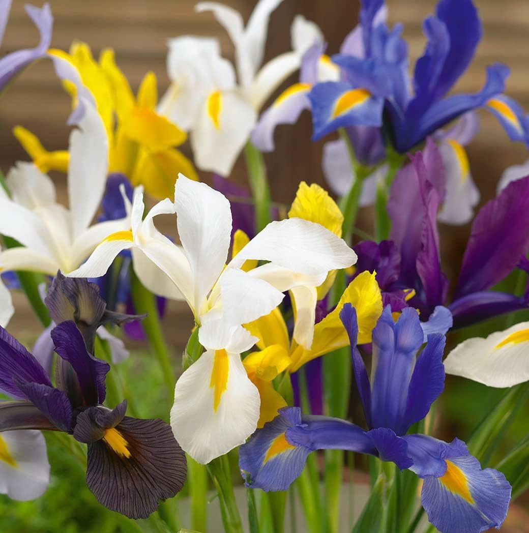 Dutch Iris Bulb Collection – Premium Mixed Blooms in Blue, White & Yellow | Late Spring Hardy Perennial Flowers for Beds, Borders & Containers – Attracts Pollinators – Zones 3–8 - (45 Bulbs)