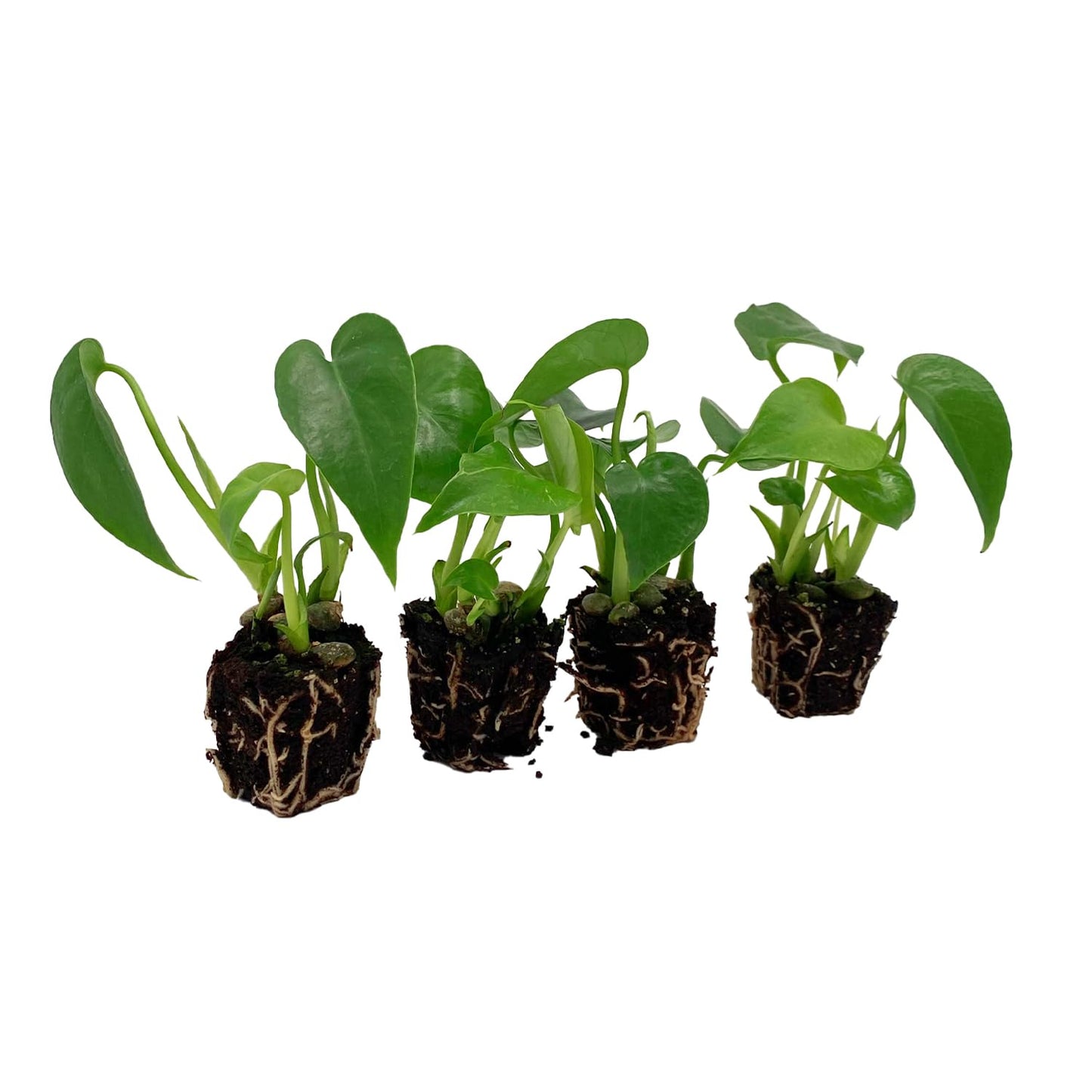 ragnaroc Monstera Deliciosa 2-4" 1ct – Live Plant for Indoor Outdoor Use, Garden & Landscaping – Live Arrival Guaranteed