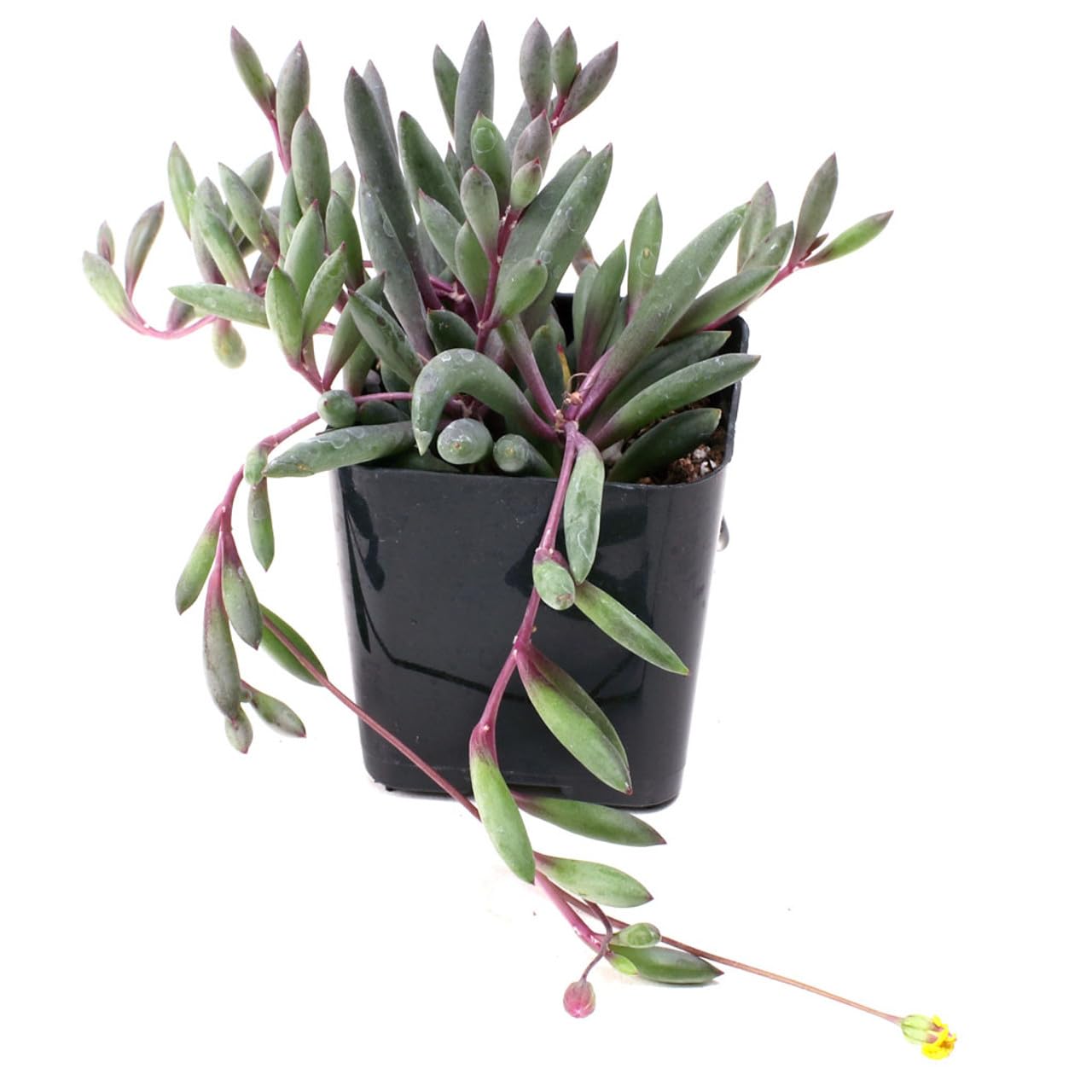 Mountain Crest Gardens Trailing & Strings Succulent Pack - 12 Live Plants in 2 Inch Pots - Real Succulents for Hanging Planters, Home Decor, and DIY Arrangements