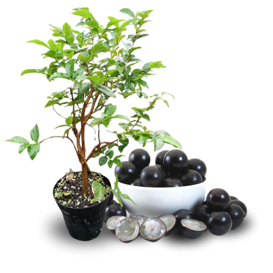 2 Years Old Black Juboticaba Tree Live Plant, Jaboticaba Fruit Trees, Well Rooted 2 to 3 Feet in Tall in Gallon Pot, Ready to Bear Fruit