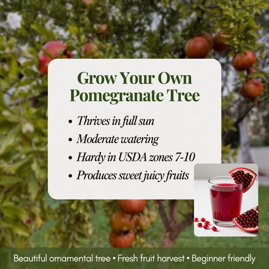 Wonderful Pomegranate Live Plant 4" Pot, Sweet Edible Pomegranate Fruit Plant for Indoor Outdoor Garden