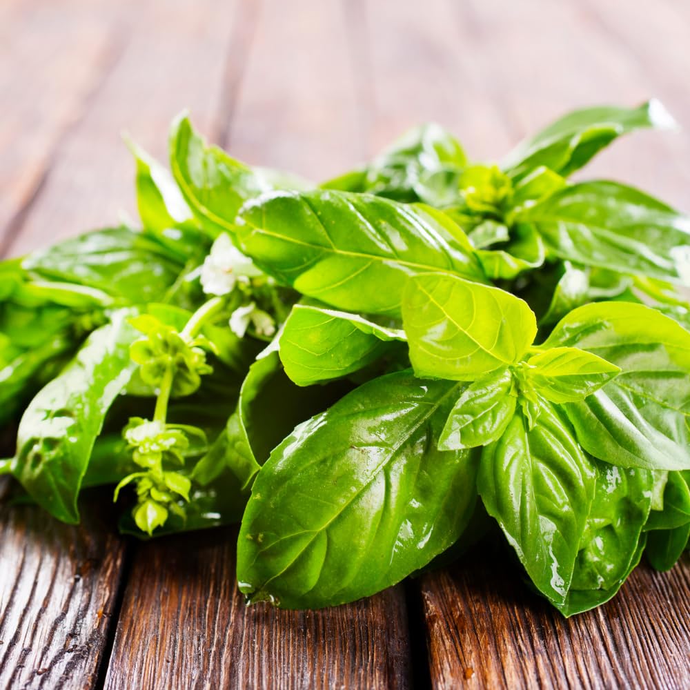2 Sweet Basil Plants, 4 Inc Pot, Herb Plant Live Planting