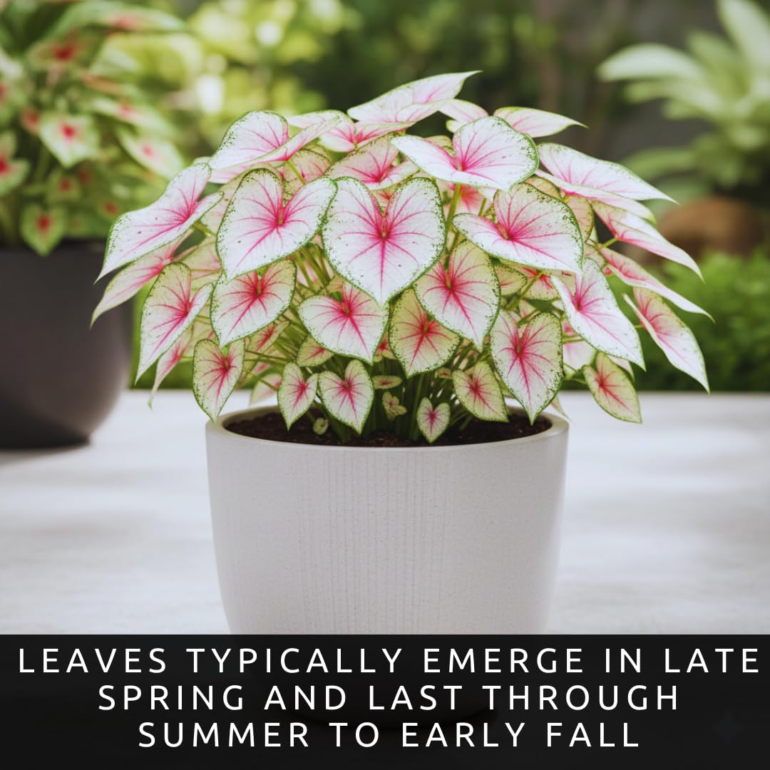 Ballet Dancers Caladium Bulbs for Planting - Beautiful Spotted Leafs Stand Out - Perennial Hosta, Elephant Ears, Fancy (6 Bulbs)