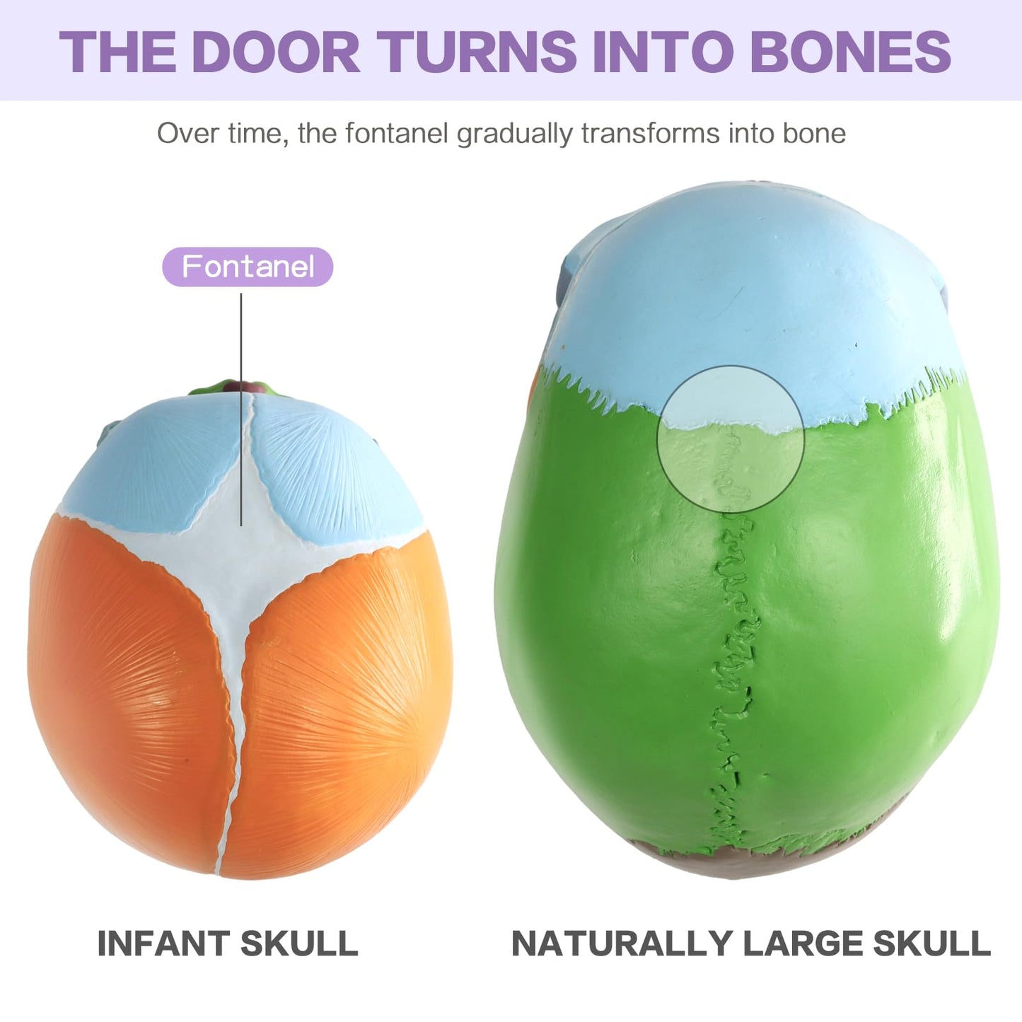HADWYN 2026 New Life Size Human Infant Skull Model,Anatomy Fetus Brain Head，Baby Skull Model for Medical Teaching Learning, Learning Education Display Tool, Hand Painted