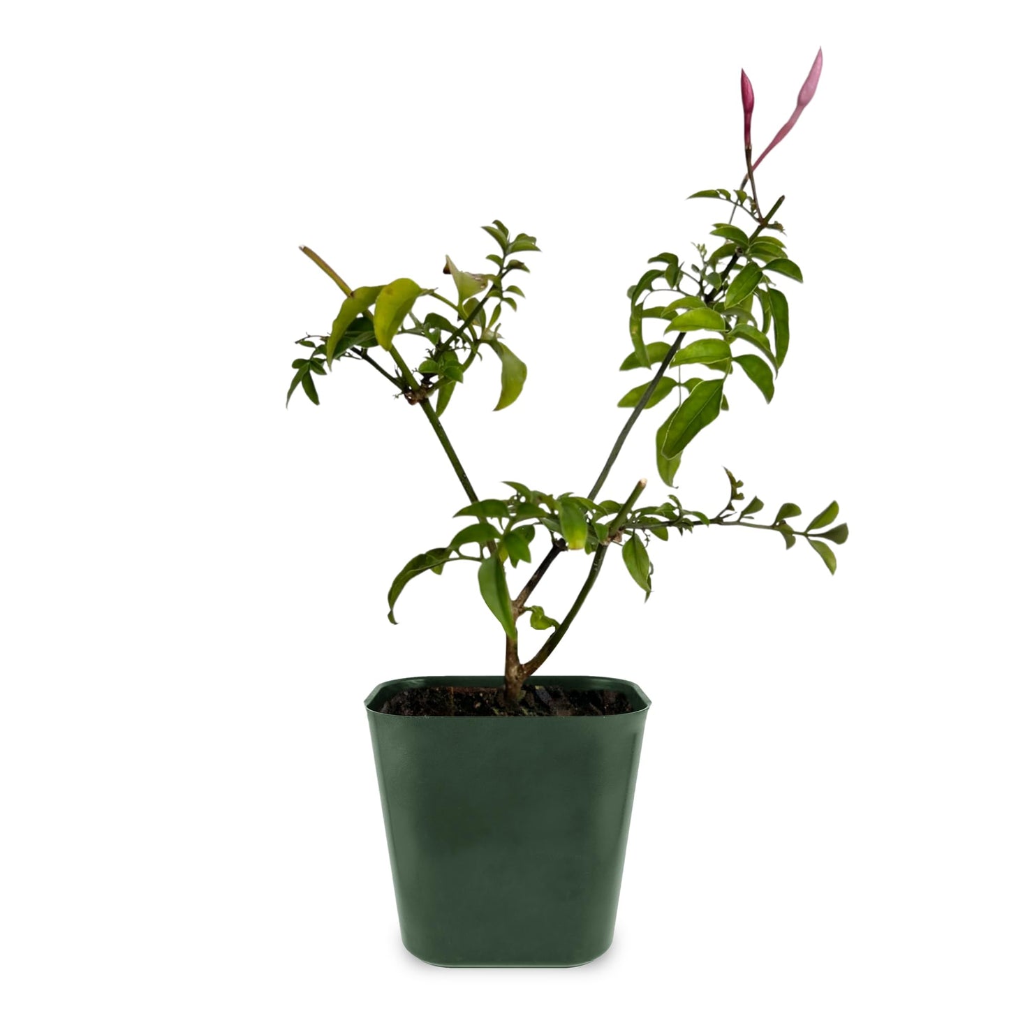 My Shelfie - Mini Pink Jasmine Plant Vine Starter in 2-Inch Pot, Live Plants Outdoor Setting, 3-5 Inches, Pet-Friendly, 1-Piece