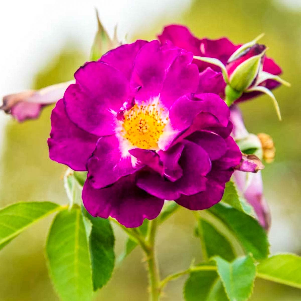 BRECK'S - Stormy Weather Dormant Bare Root Climbing Rose, Includes one Plant per Order