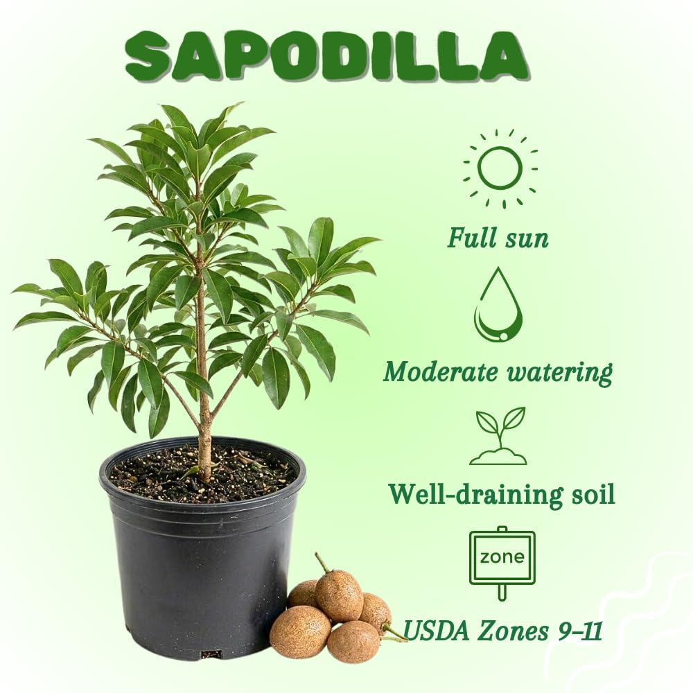 Sapodilla Tree, Sweet Tropical Sapote Fruit Tree Live Plant, 2-3' Tall in 3 Gallon Pot for Planting, No Ship to CA