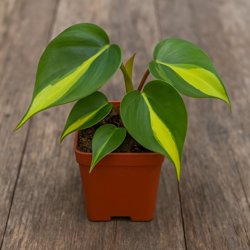 Brasil Philodendron – Live Plant in 2 Inch Pot - Striking Variegated Foliage with Bold Yellow-Green Centers