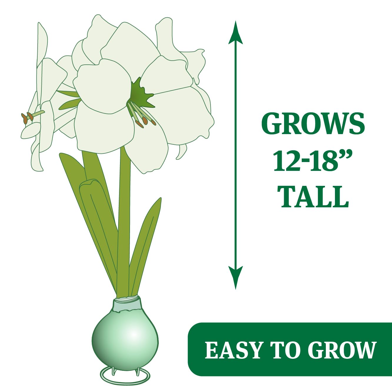 Pink Cloud Waxed Amaryllis Flower Bulb with Stand, Grow Real Blooming Indoor Spring Flowers, No Water Needed