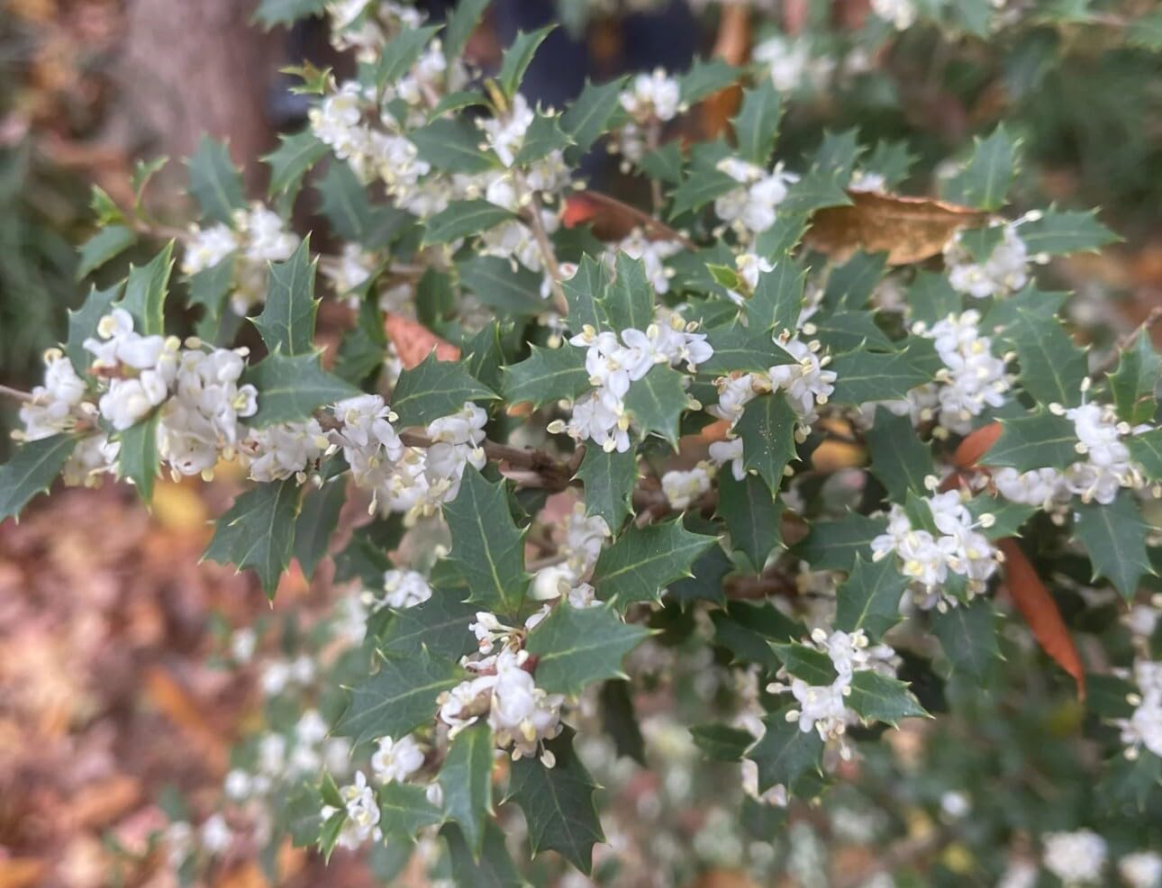 Live Plant - Party Princess 'Kaori Hime' Fragrant Sweet Tea Olive Osmanthus Fragrans-Starter