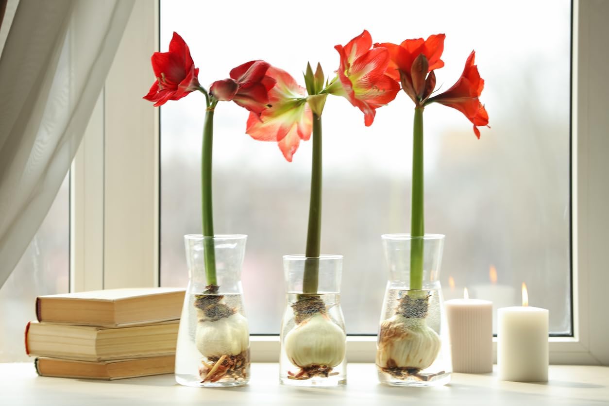 Red Peacock Amaryllis - Red Double Amaryllis Bulb 28/30 cm