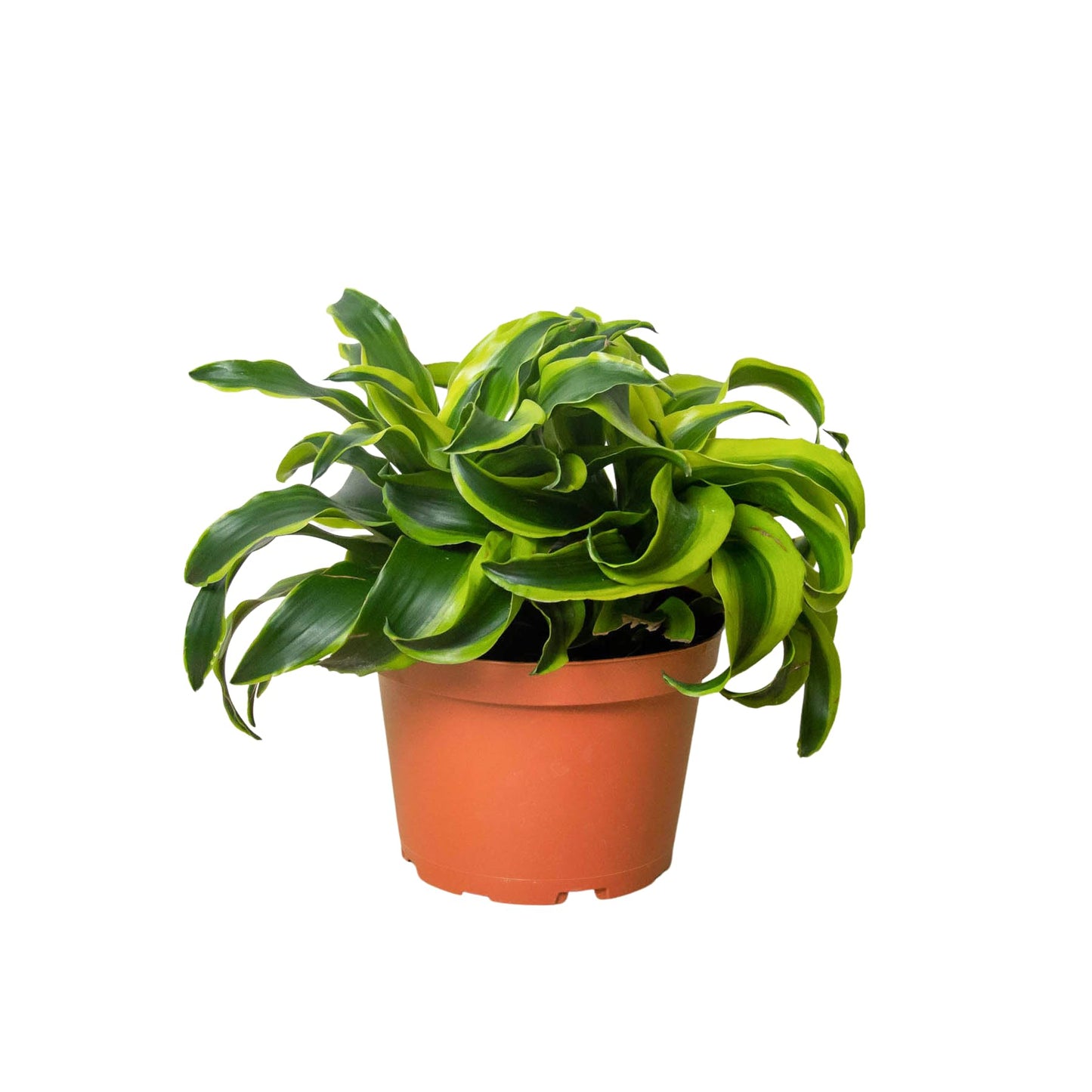 Dracaena 'Tornado' | Live Plant for Indoor & Outdoor | for Living Room, Office, Bathroom | (4" Pot)