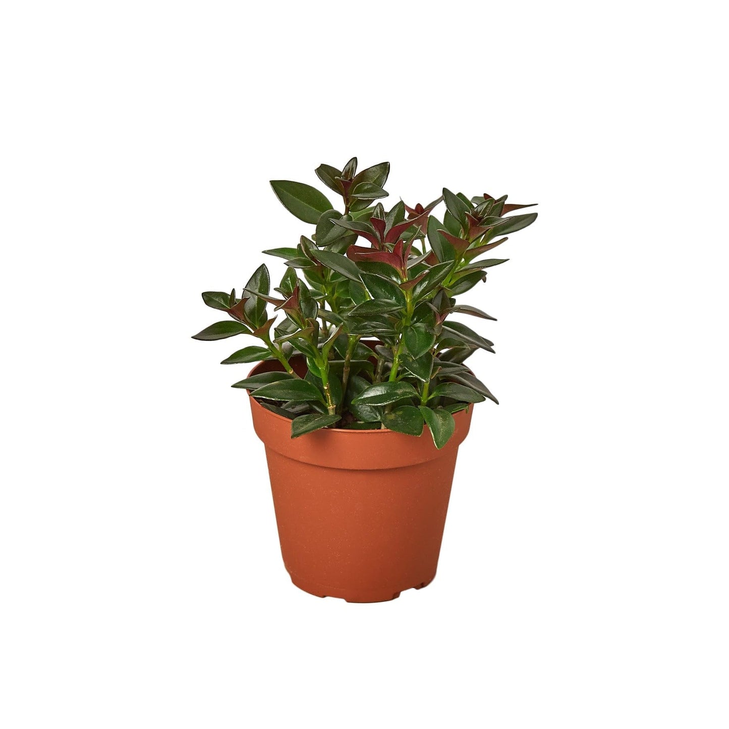 Nematanthus 'Black Gold Fish' | Live Plant for Indoor & Outdoor | for Living Room, Office, Bathroom | (4" Pot)