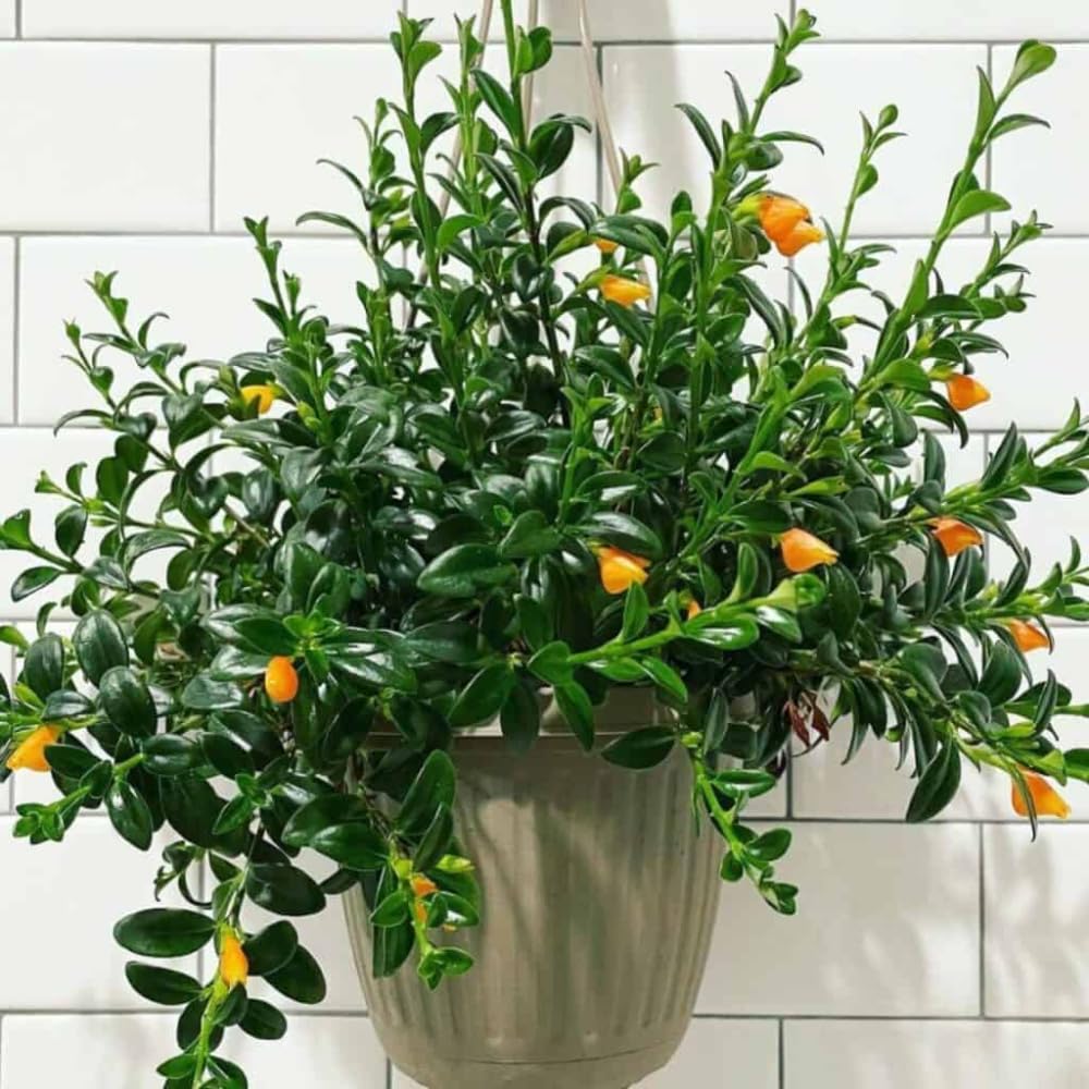Tropical Goldfish Plant Live, 4" Potted Trailing Houseplant for Indoor or Patio Hanging