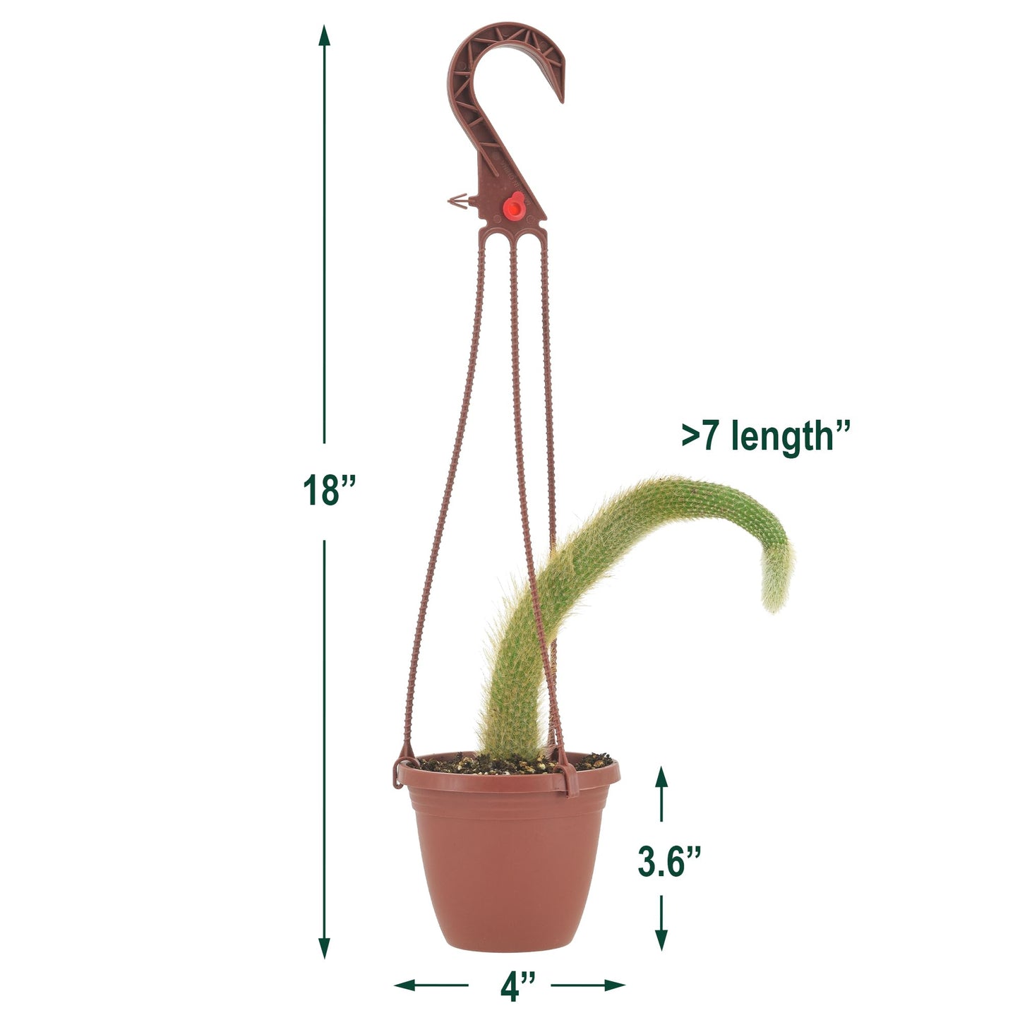 Arcadia Garden Products Live Monkey Tail Cactus Indoor Houseplant in Plastic Hanging Basket, Cleistocactus Colademononis Blooming Succulent Plant Gift for Home and Garden Decor, 4-inch