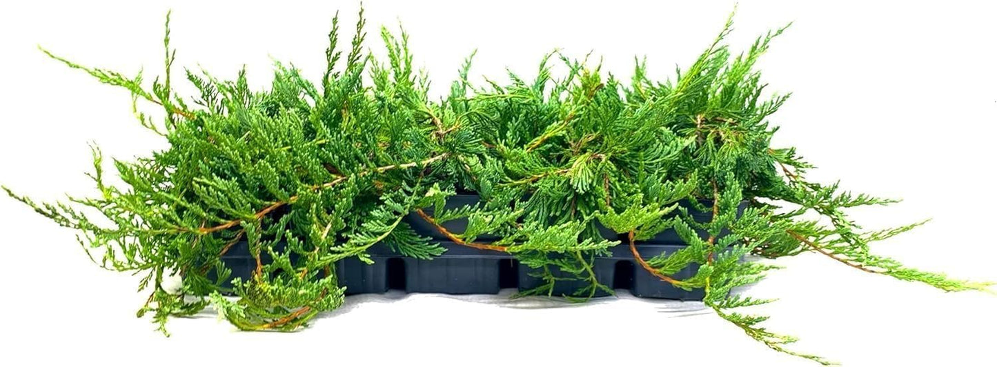 Bar Harbor Juniper | 1 Live 4 Inch Pot | Juniperus horizontalis 'Bar Harbor' | Perfect Lush Ground Cover & Landscape Accent | Drought Resistant & Low Maintenance