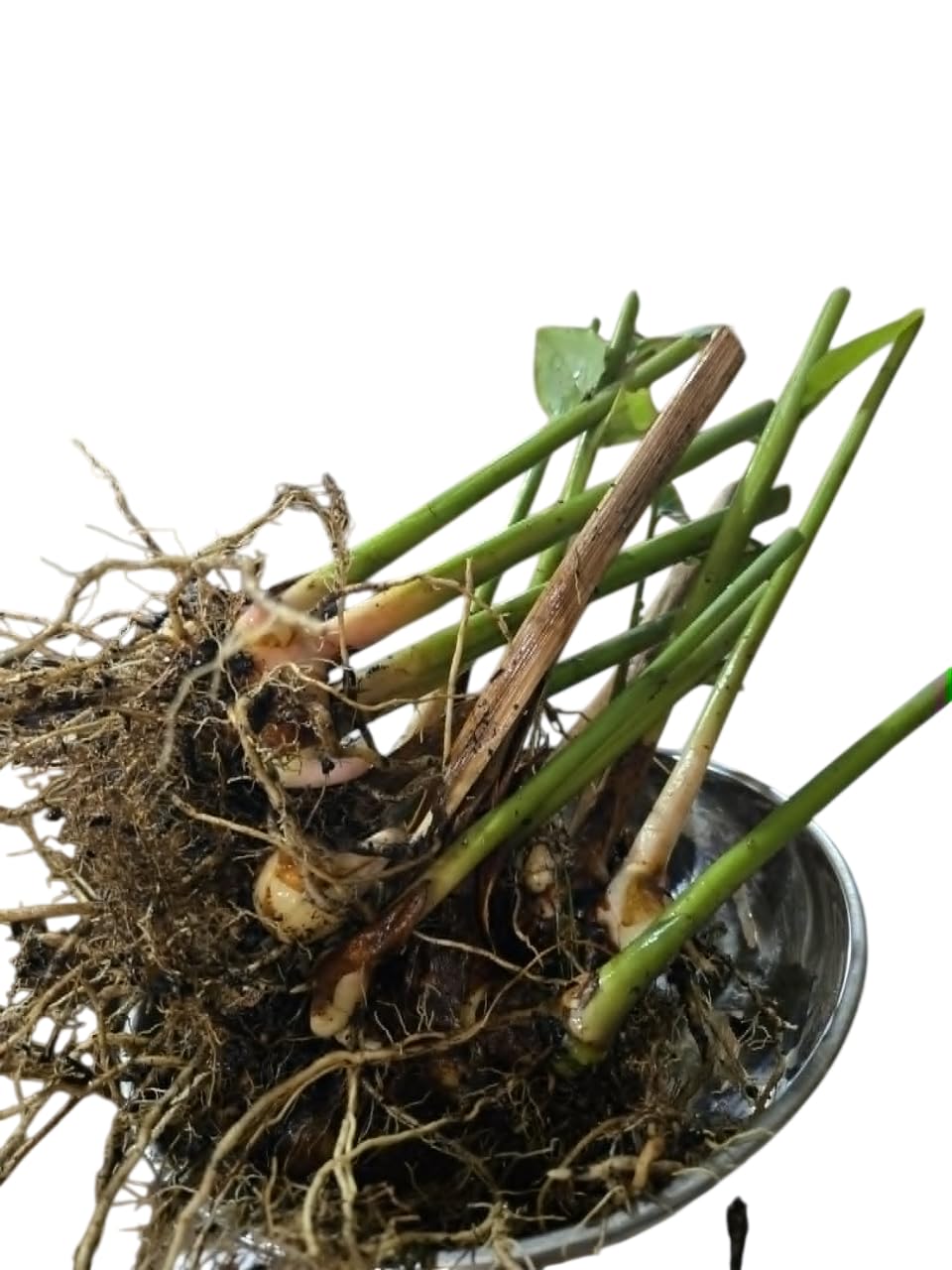 Set 4 Plants Shampoo Ginger Zingiber Zerumbet Pinecone Ginger Plant with Roots, 4-8 Inch Tall