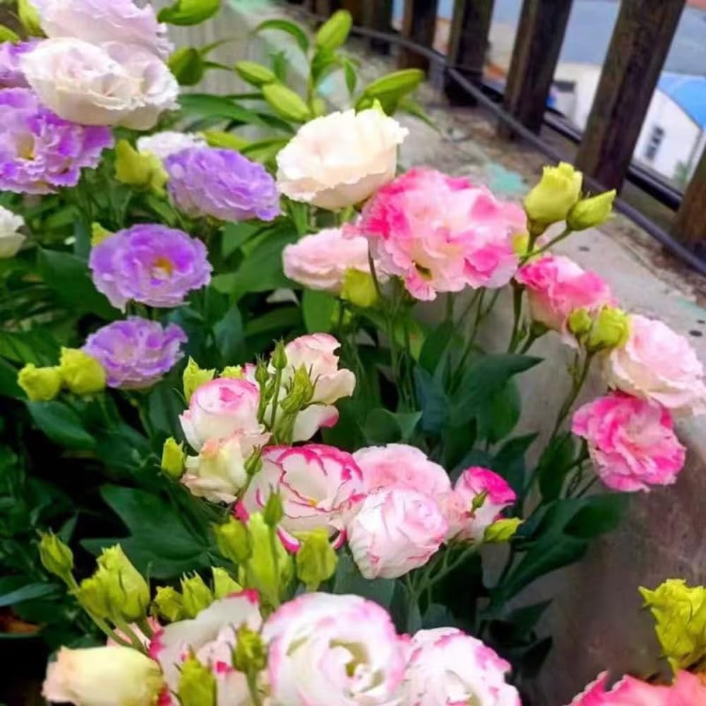 2 Eustoma Lisianthus Live Plants, Lisianthus Flowers Seedlings, 2-3 Inch Tall Well-Rooted Plug, Lisianthus Plants (Mix Lisianthus)