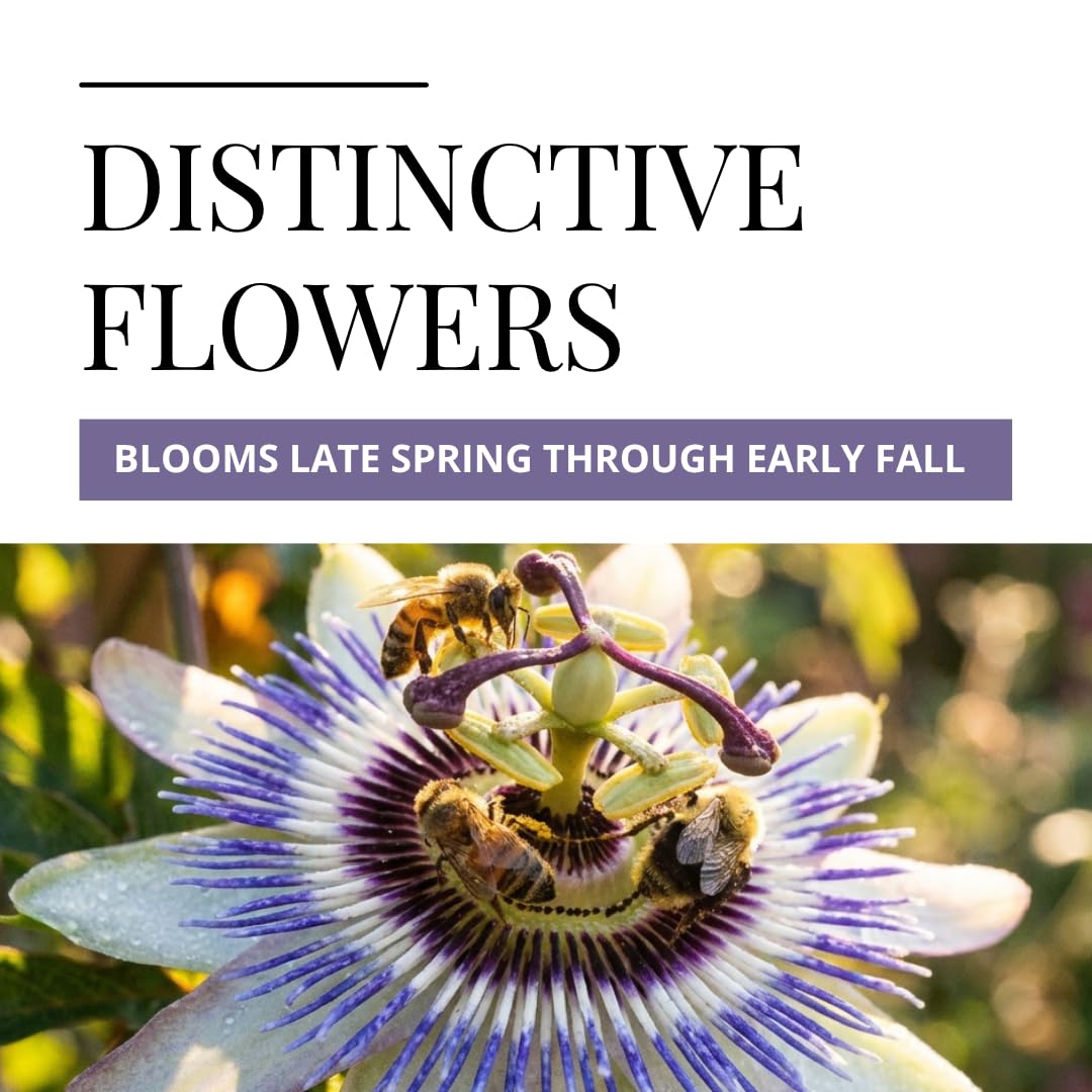 Passion Flower Seeds 50+ Pack Grow Exotic Passion Vine Climbing Flowers for Trellis Fence or Containers Bonsai Option Fast Growing Ornamental Garden Plant