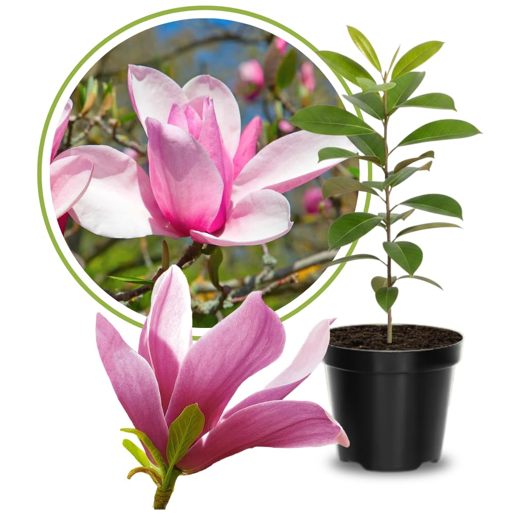Jane Magnolia Plant Live, 6-12 Inch Tall, Magnolia Tree in 2.5” Pot, Flowering Ornamental Tree