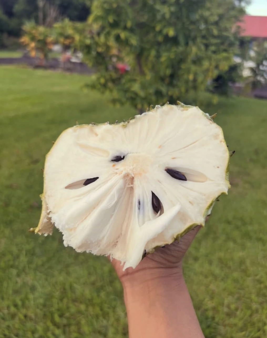 Old Giant Soursop (3ft) (Annona muricata graviola) Guanabana Tropical Live Fruit Tree Plant