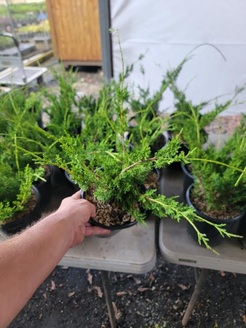 Shimpaku Dwarf Chinese Juniper - Live Plant - (2.5 QT)