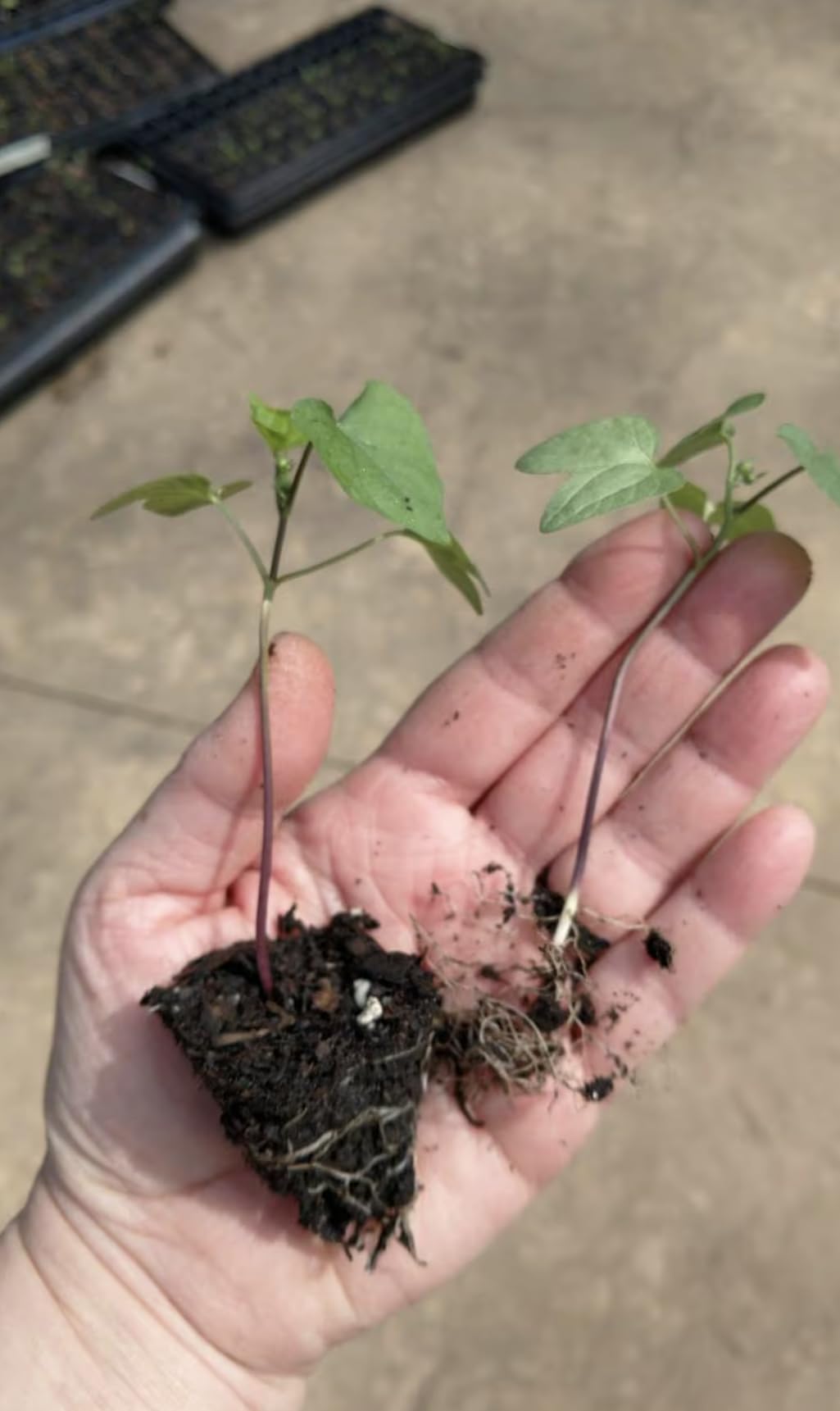 Pack of 4 - Live Starter Vines, Heavenly Blue Morning Glory Live Plants