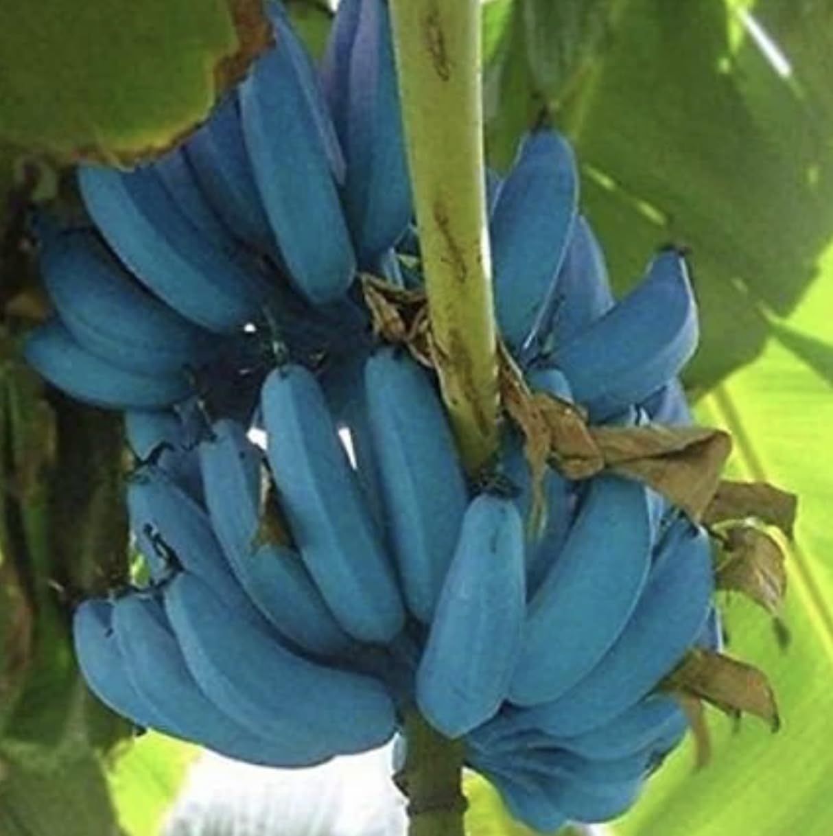 Generic Blue Java Banana Tree - Ice Cream Banana Plant - Live Starter Fruit Tree - Blue Banana Tree Plant - Banana Tree Live, Green