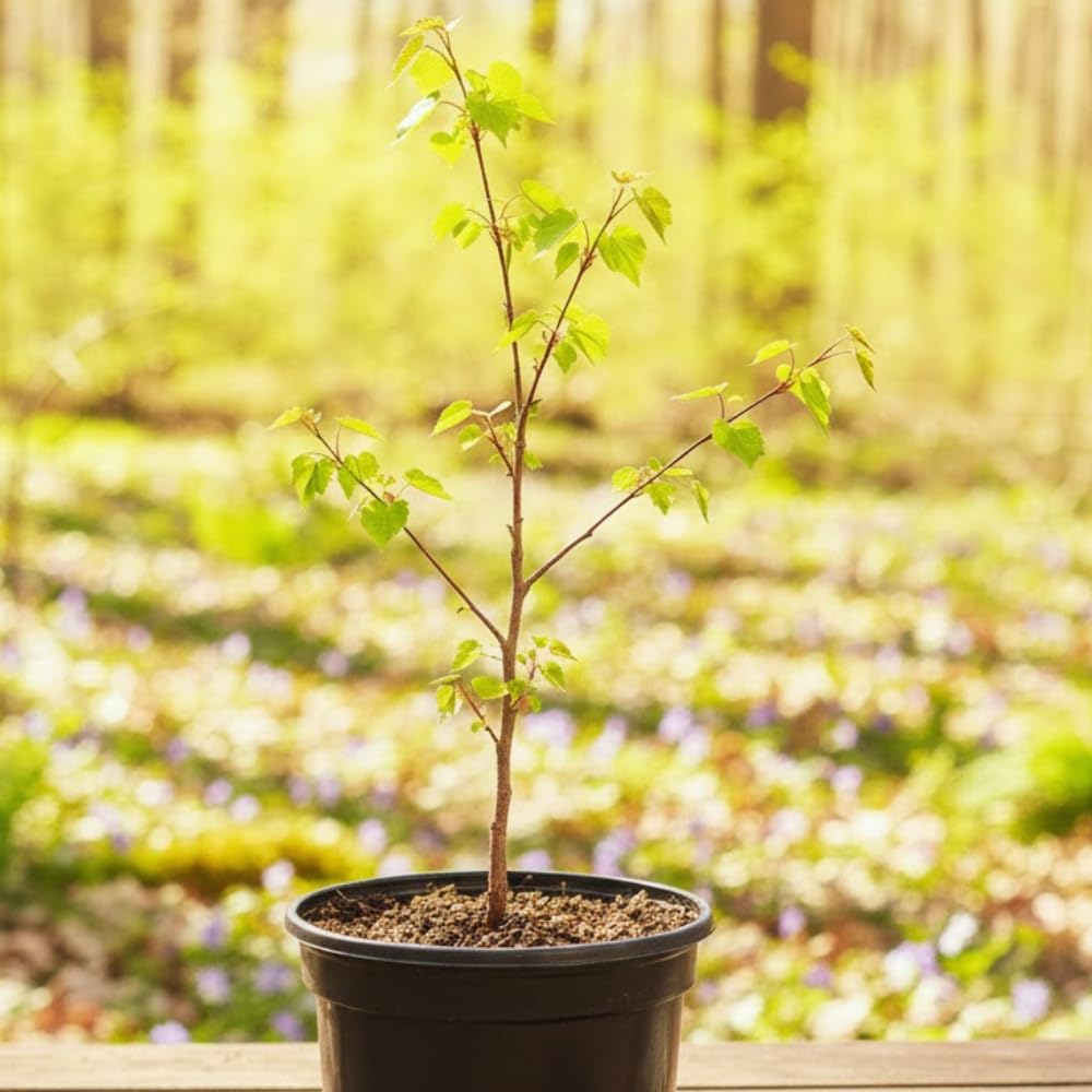 Eastern Redbud Tree Live Plant, Red Bud Tree Plant for Gardening, 1-2 Years Old, 8-10 Inches Tall