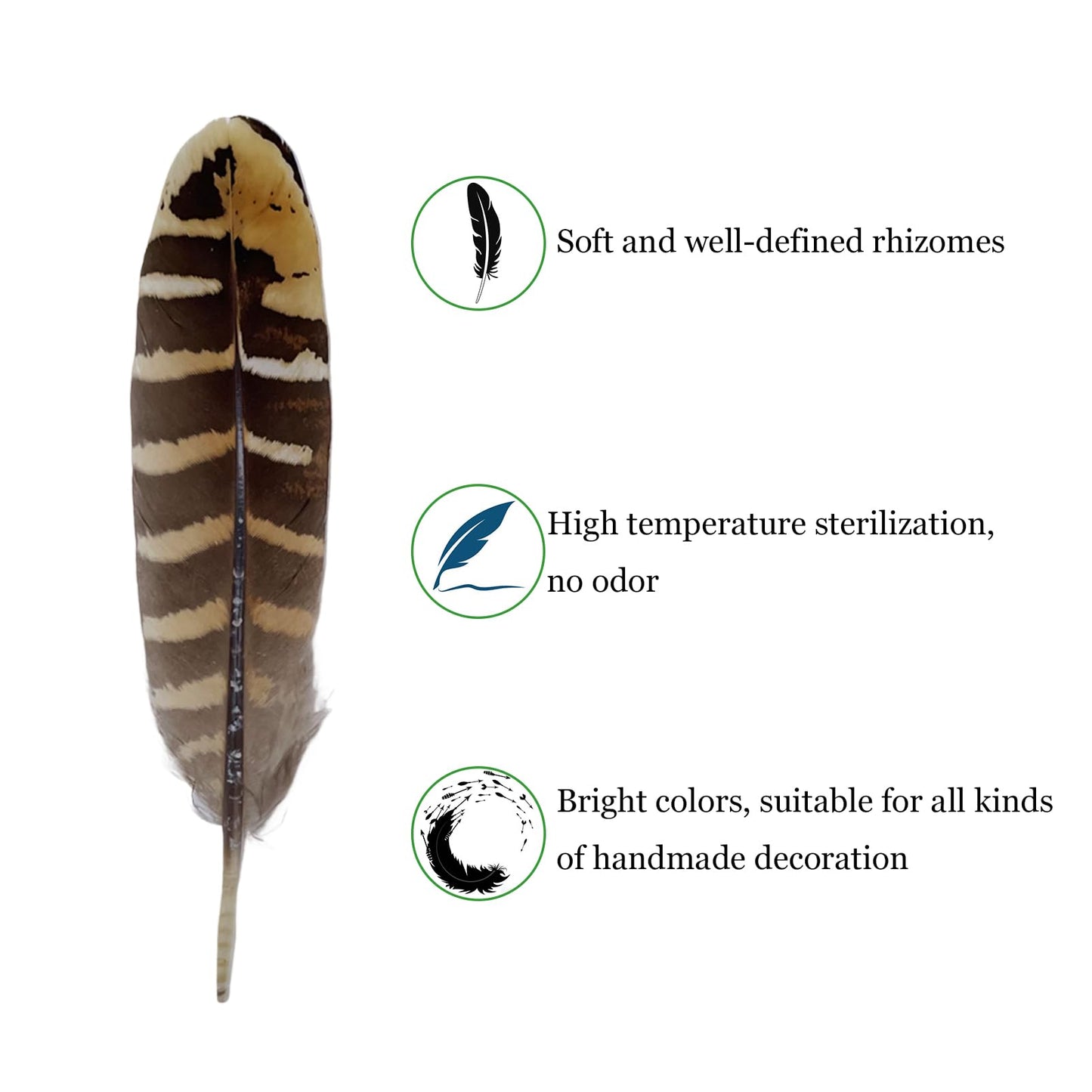 10pcs Natural Spotted Feathers Pheasant Feathers for Craft Clothing Jewelry Accessories Decoration (Small Pheasant Wing Feather 4-6")