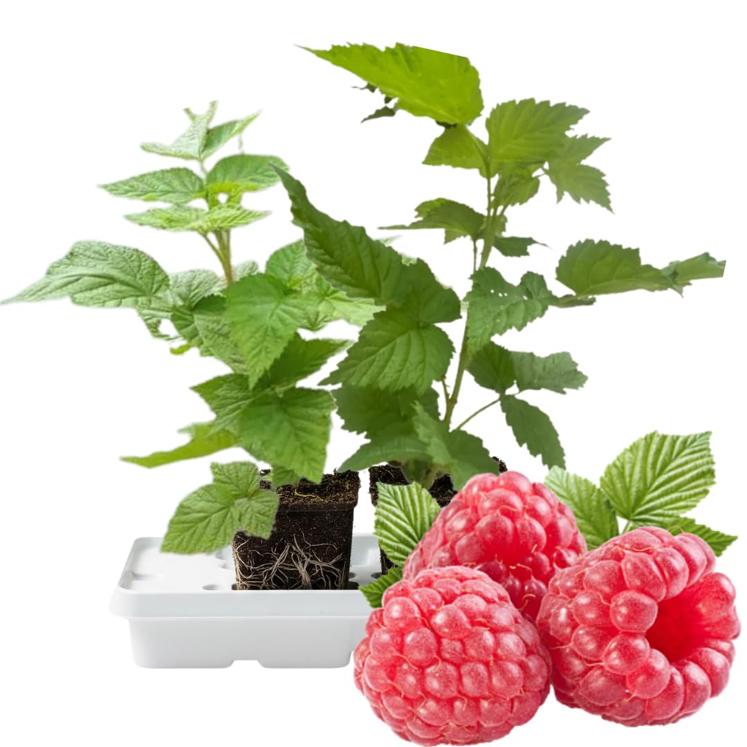 Set 2 Caroline Red Raspberry Plants Live, Raspberry Trees Live Plants, Raspberry Seedlings, 5-9 Inc, Raspberry Fruits Trees