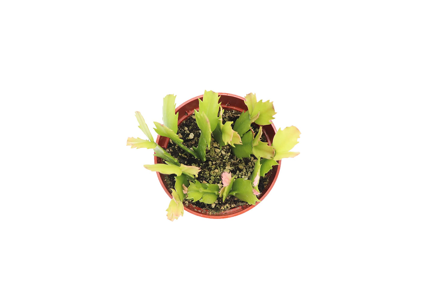 Orange Holiday Cactus, Christmas and Thanksgiving Hybrid- 4'' from California Tropicals