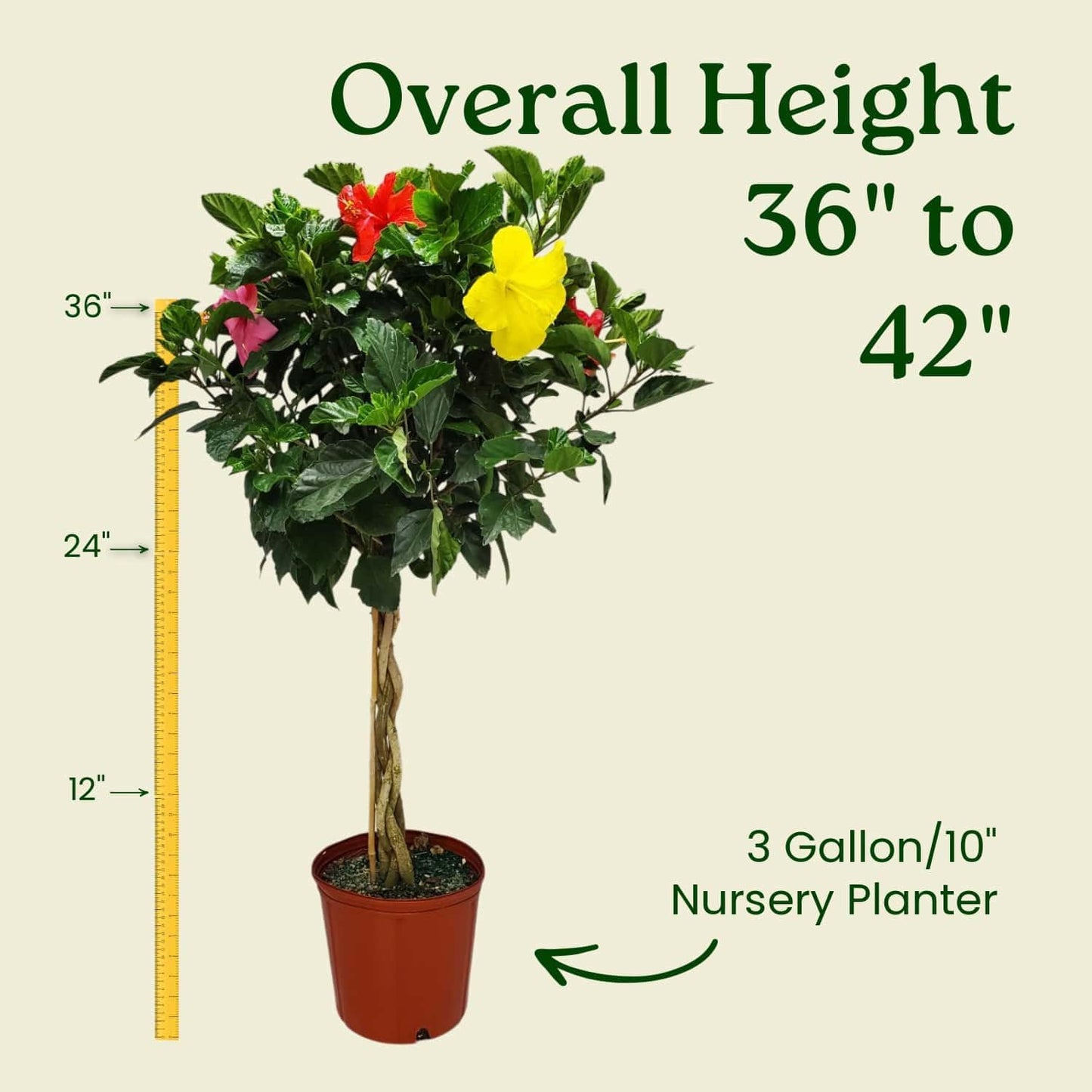 Braided Hibiscus Tree - Mixed (3 to 4 Flower Colors) - Overall Height 36" to 42" - Tropical Plants of Florida