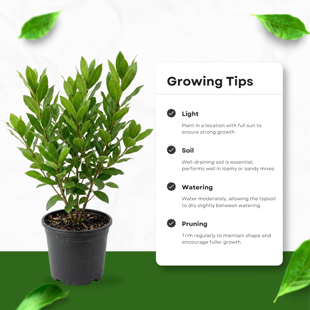 Bay Leaf Tree Live Plant, Bay Leaf Plant Live, 3-5 Inches Tall, Culinary Herb Plant, Indoor Outdoor Herb Garden Starter