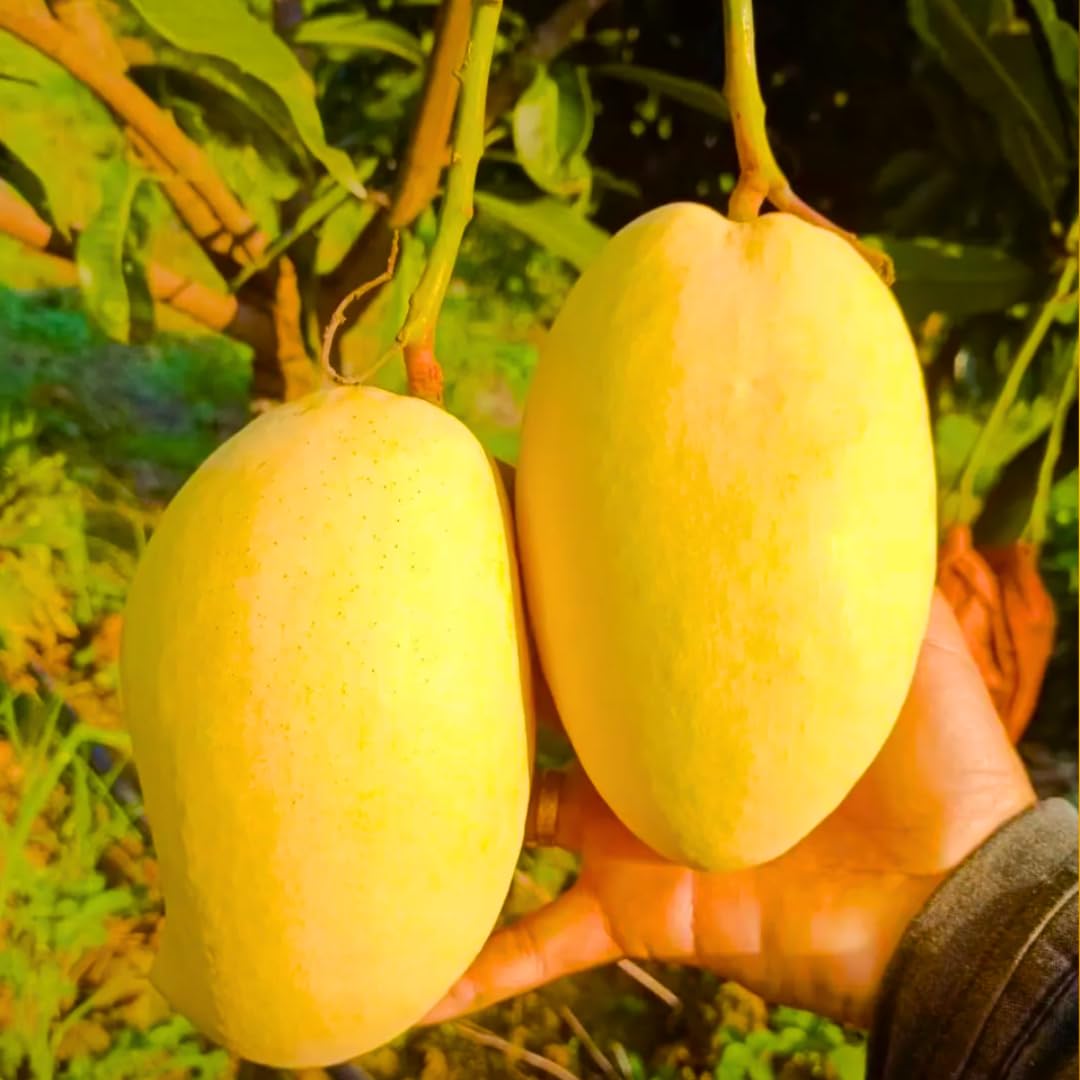 No CA, Large Carrie Dwarf Mango Trees, 2 to 3 Ft Tall in 3 Gallon Pot, Grafted Big Mango Tree Live Plant