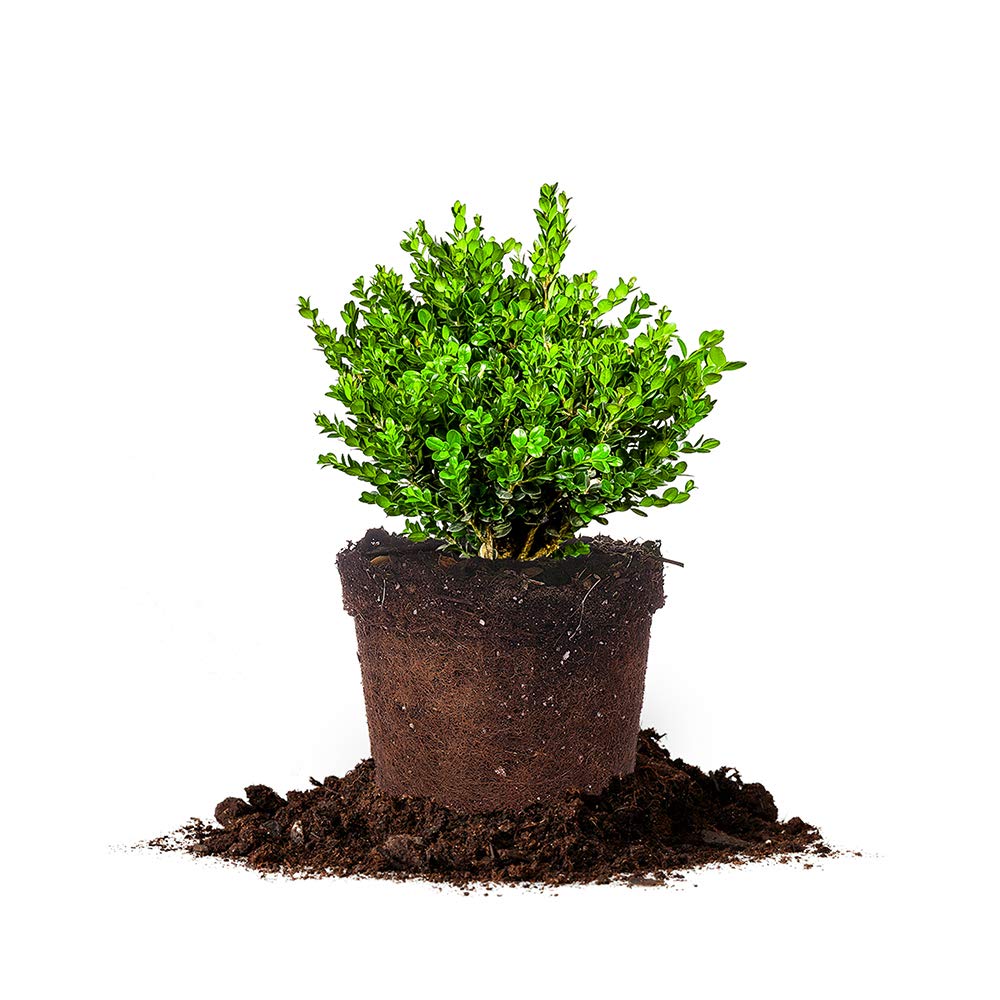 Perfect Plants Wintergreen Boxwood Live Plant, 3 gallon, Includes Care Guide
