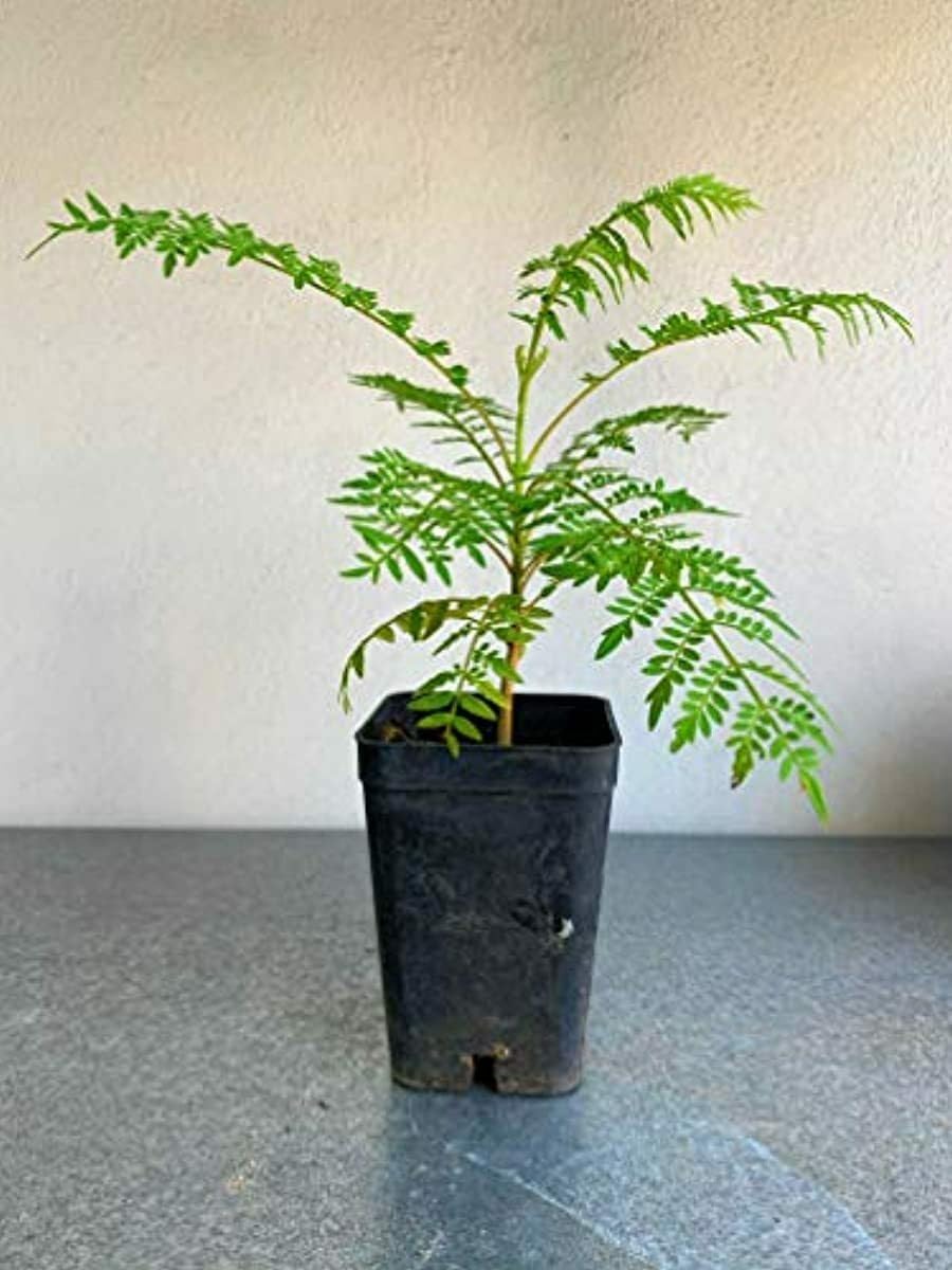 Live Plant - Jacaranda Tree - 3-6" Tall Live Plant - Ships Potted - Mimosifolia - Purple/Blue