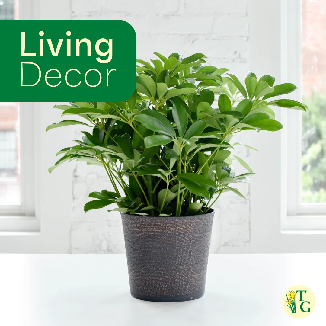 Thorsen's Greenhouse Live Arboricola Umbrella Tree Plant, Schefflera Arboricola, Natural Air Purifier, Easy to Grow, Live Indoor Houseplant, 4-inch Diameter (Copper)