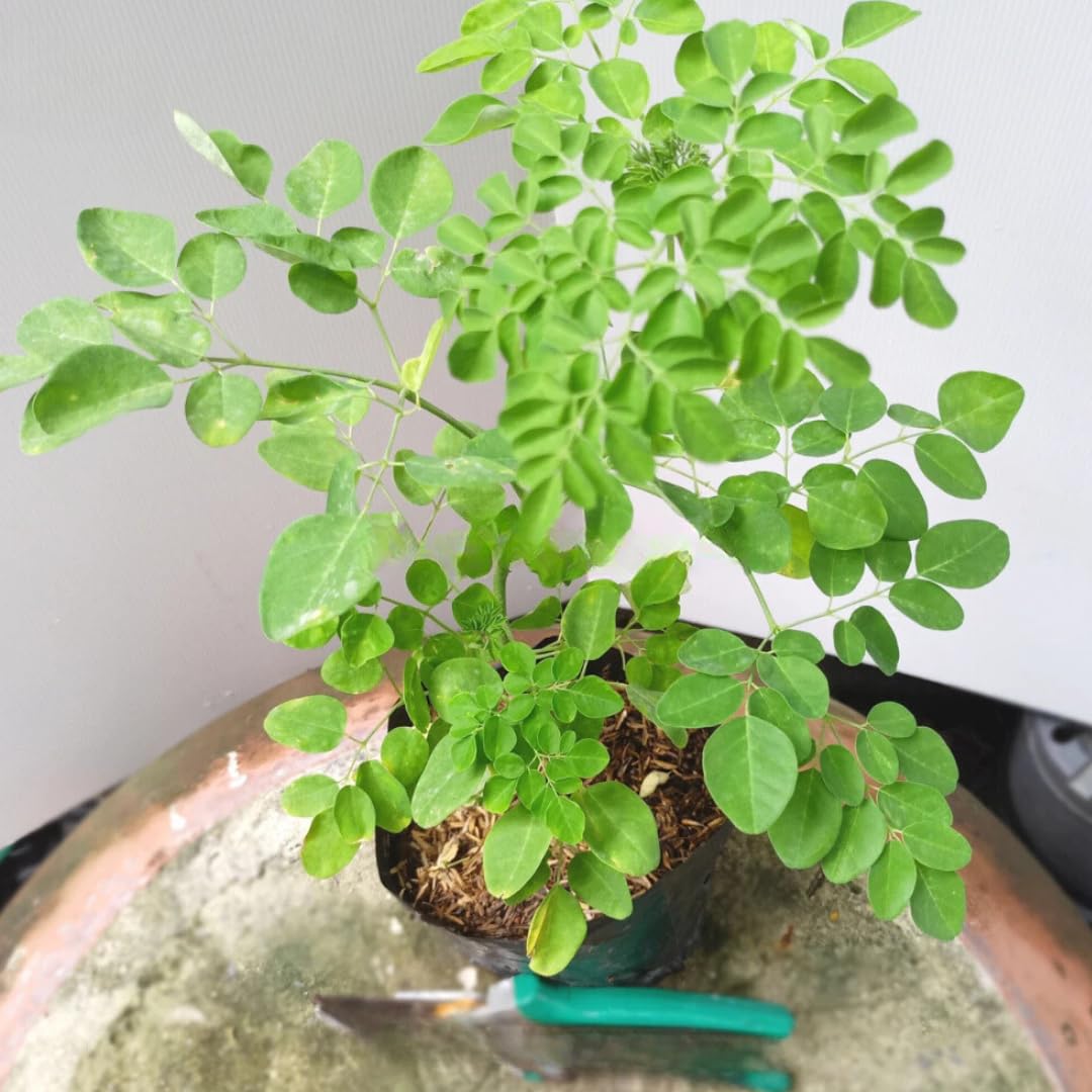 Moringa Tree Live Plant in 4 Inc Pot, 6"-12" Malunggay Drumstick Trees, Horseradish Herb Moringa Plants, Deciduous Tree