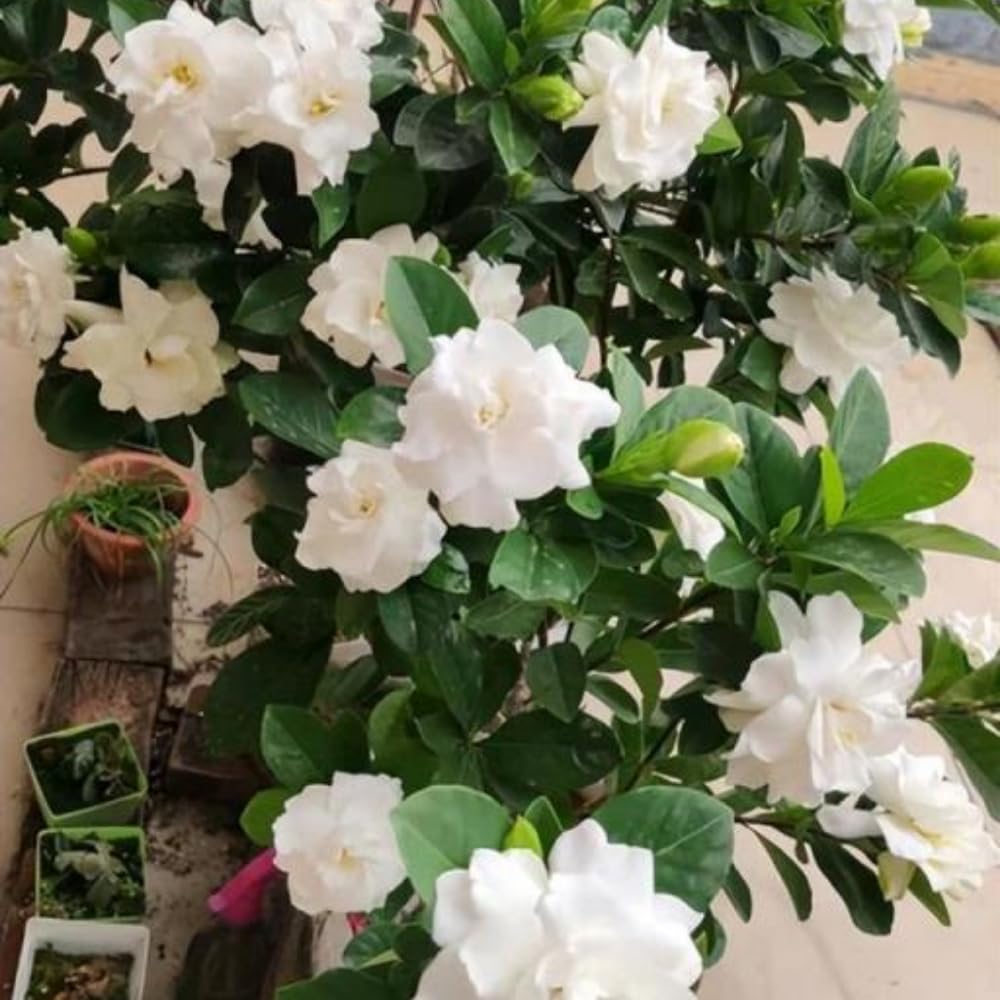 Set 2 of Jasmine Plants Live, Frost Proof Gardenia Plants Live, 5 Inches and 7 Inches Tall