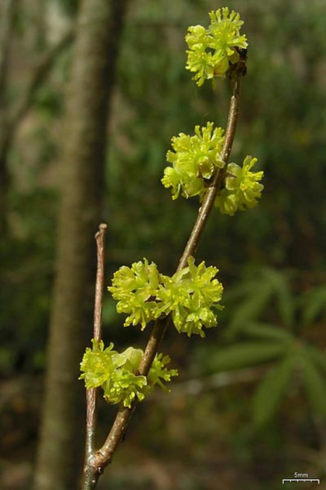 Live Plant - 2 Northern Spicebush Shrubs - 12-18" Tall Live Plants, 4" Pots - Lindera Benzoin