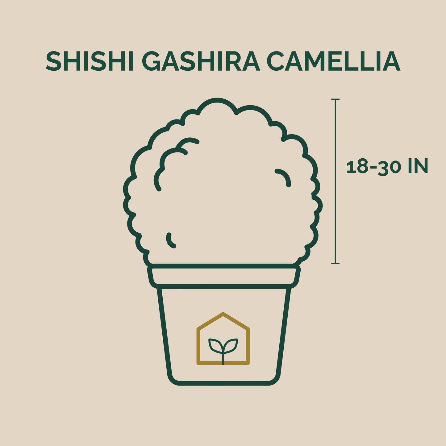 Shishi Gashira Camellia 3-Gallon
