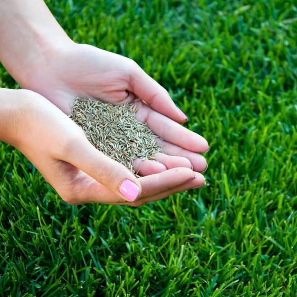 Set 20000 Emerald Zoysia Grass Seeds, Zoysia Grass Seeds for Lawn, Dense Green Grasses for Front Yard, Backyards, Ground Cover and Landscape