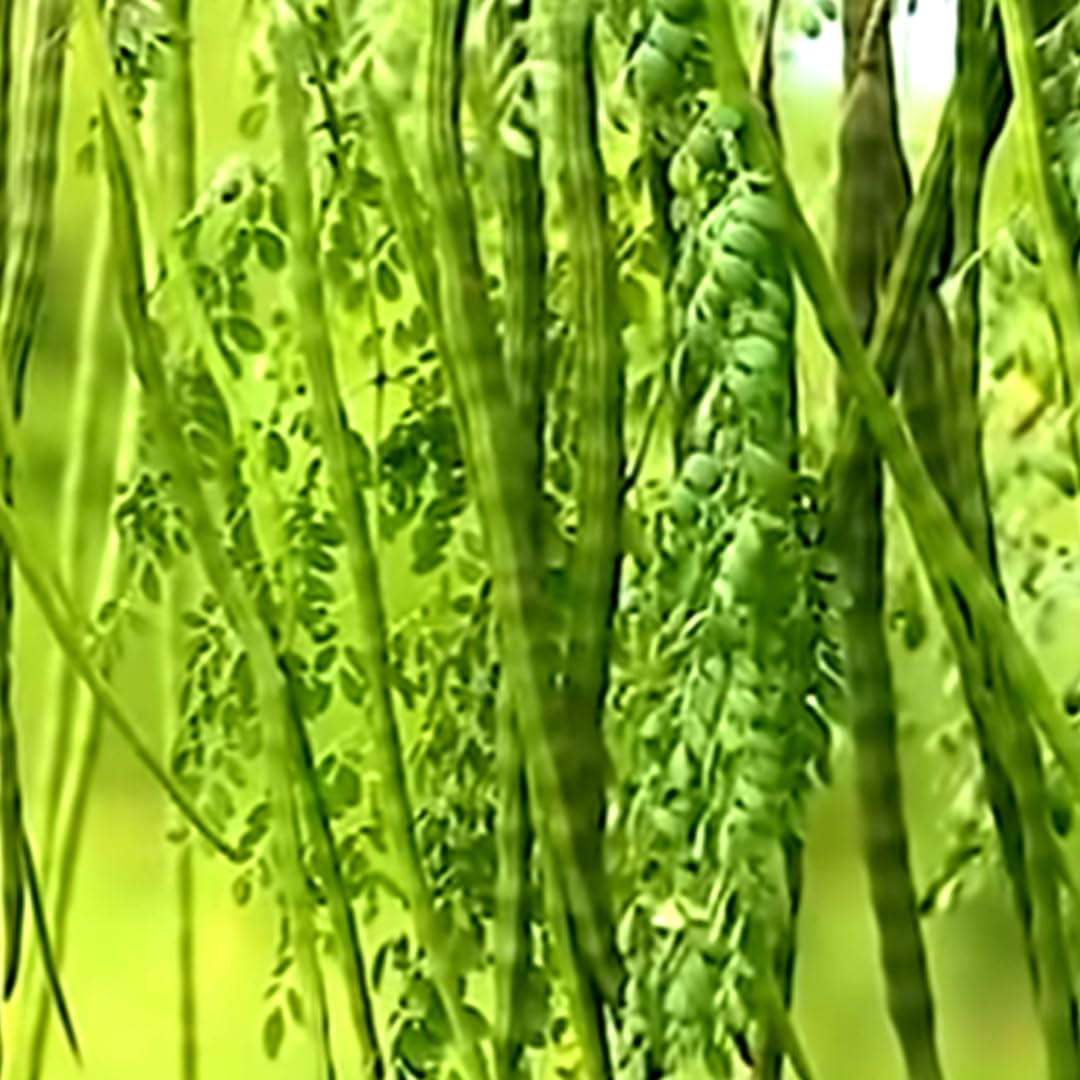 1 Pack 2 Moringa Trees Live Plants, Drumstick Malunggay Tree, Moringa Oleifera Herb Horseradish, 5 to 10 Inc Tall