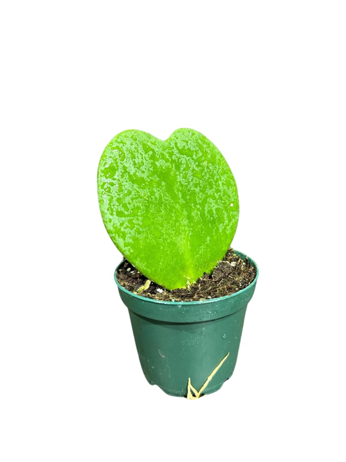 Hoya Kerrii Heart Succulent Plant in a 1.5 inch Pot, Live Indoor Low Light Air Purifying, Easy-Care House Plant