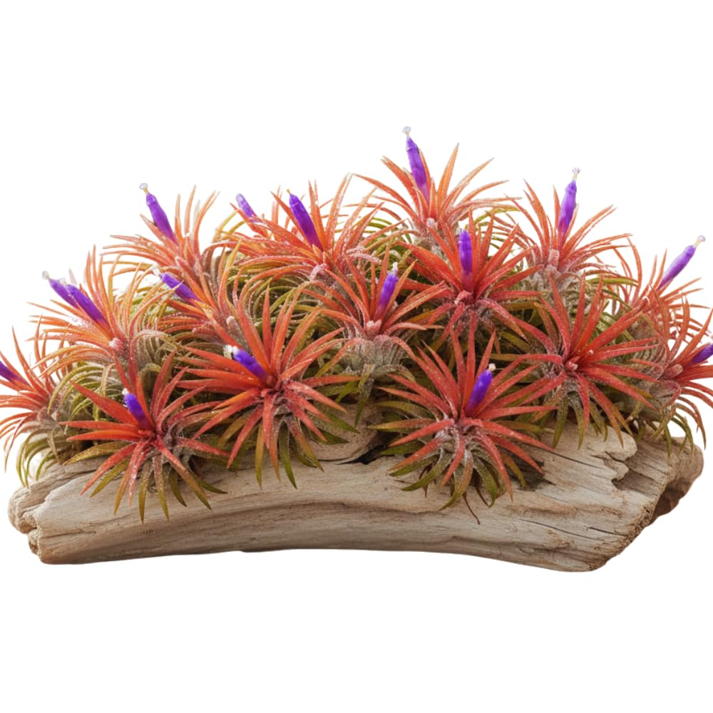12 Air Plants, Tillandsia Air Plants Live Houseplants for Garden, Red Lonantha Tillandsia Plant