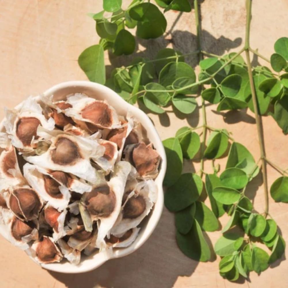 2 Moringa Tree Plants, Oleifera Moringa Drumstick Tree Starter Plants, Fast Growing Live Plant for Home Garden, 5-8 Inch Tall, 2 Plants Per Pot