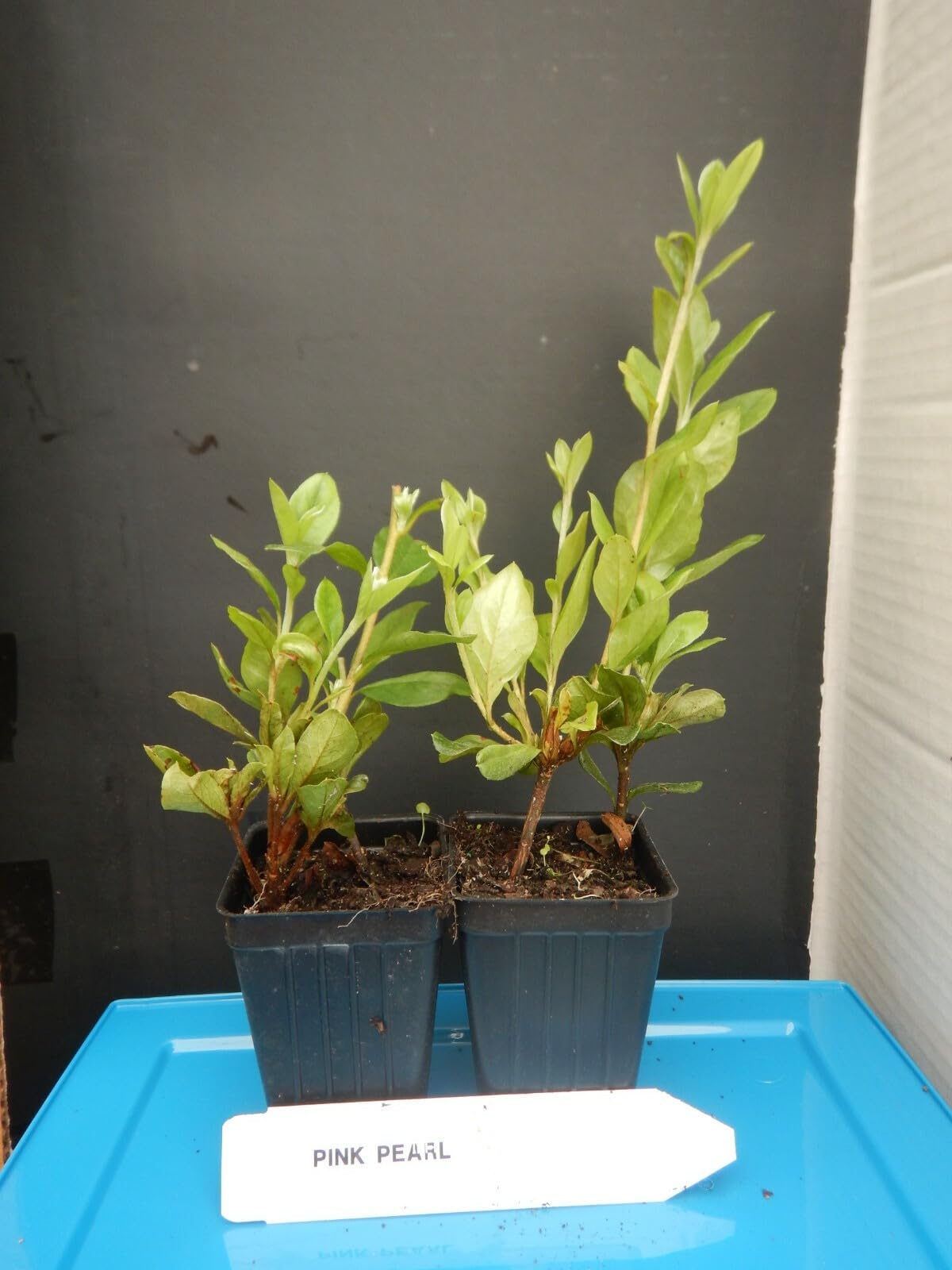 Live Plant - Pink Pearl Azalea Rhododendron Deciduous Starter Plant Beautiful Pink Iridescent